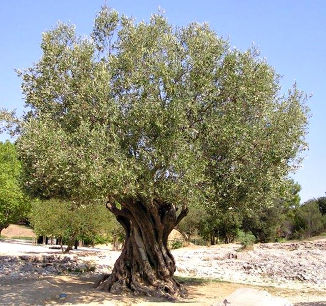 wild-olive-tree-olienhout-olea-africana